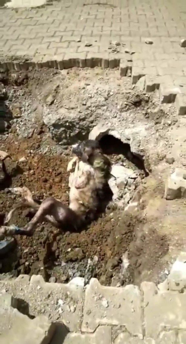 سمع السكان أصوات غريبة قادمة من تحت الأرض في قرية تركية.. وما خرج أصاب الجميع بصدمة “صورة”
