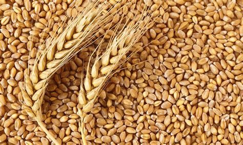 الفرق بين القمح والشعير بالصور