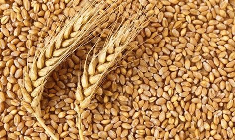 الفرق بين القمح والشعير بالصور