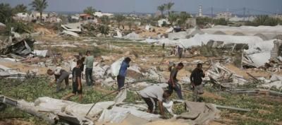 أخبار اليمن : %3 فقط من الأراضي الزراعية في غزة سليمة